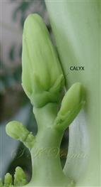  Calyx